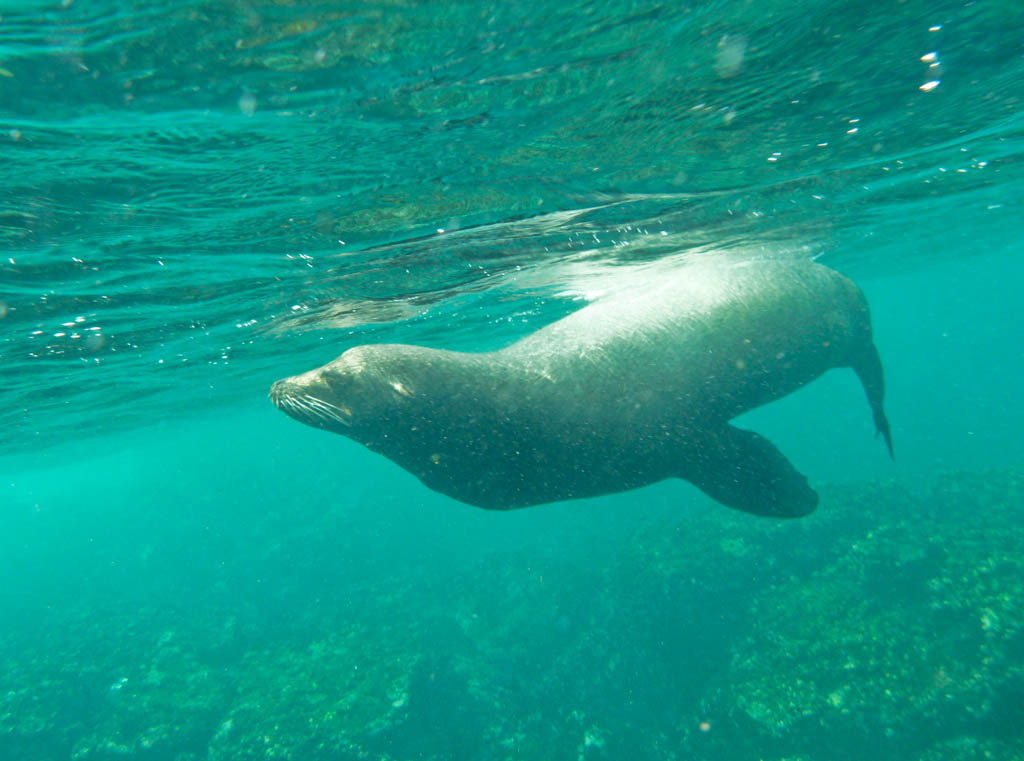 Underwater photo of sea lion