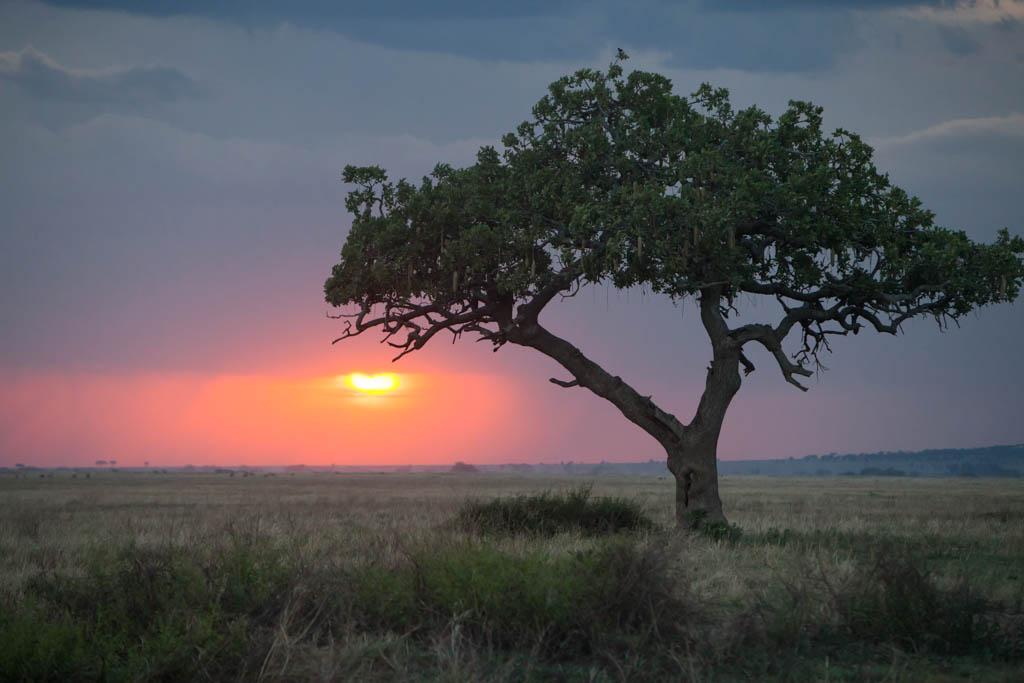 Lone tree in the Serengeti, Tanzania at sunset