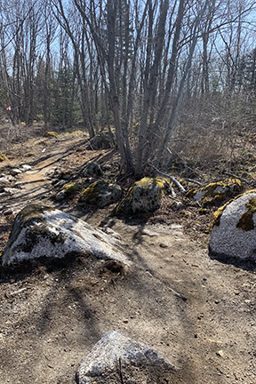 Dirt track and boulders on a mountain bike trail through the woods on a sunny day