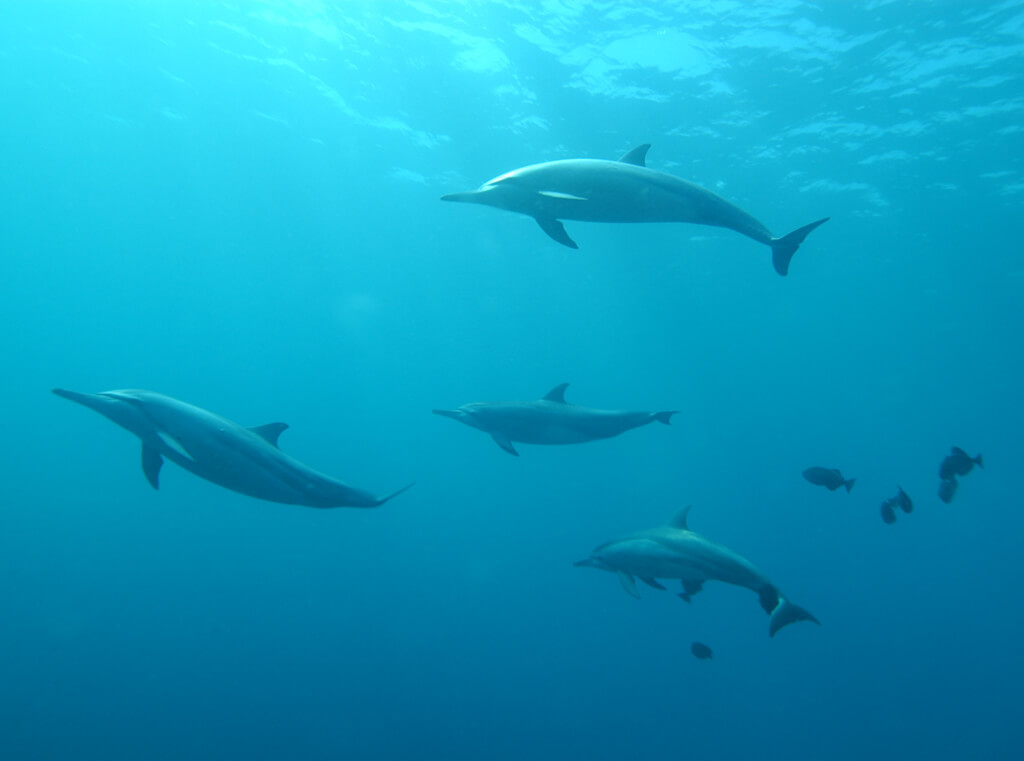 four dolphins swimming underwater with a few fish nearby