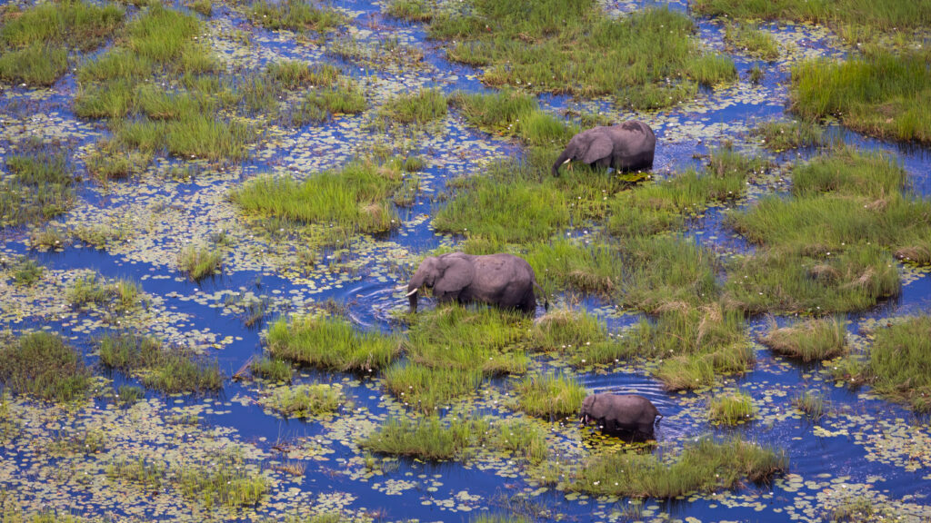 Elephants walking in the Okavango Delta