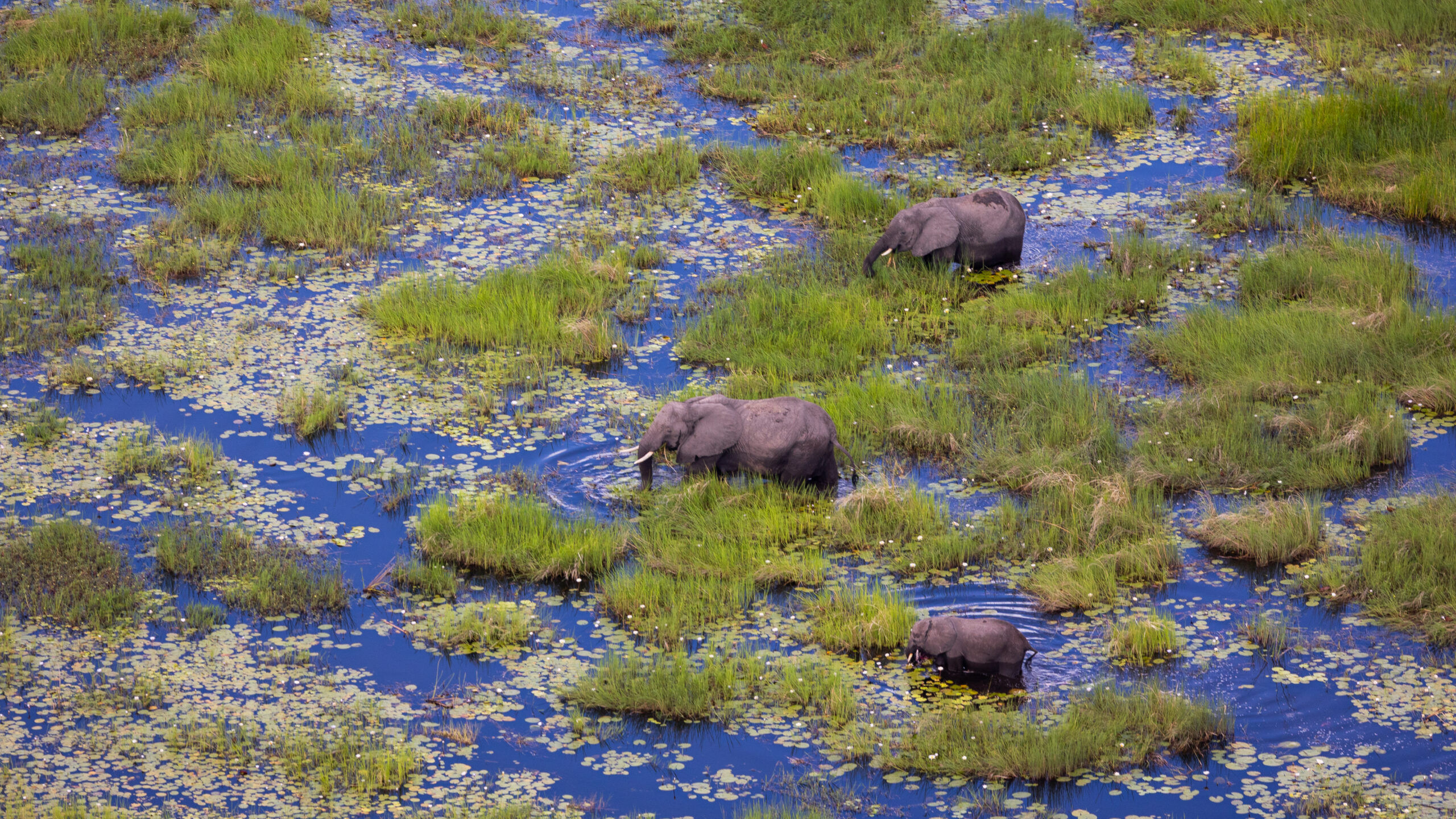 Elephants walking in the Okavango Delta